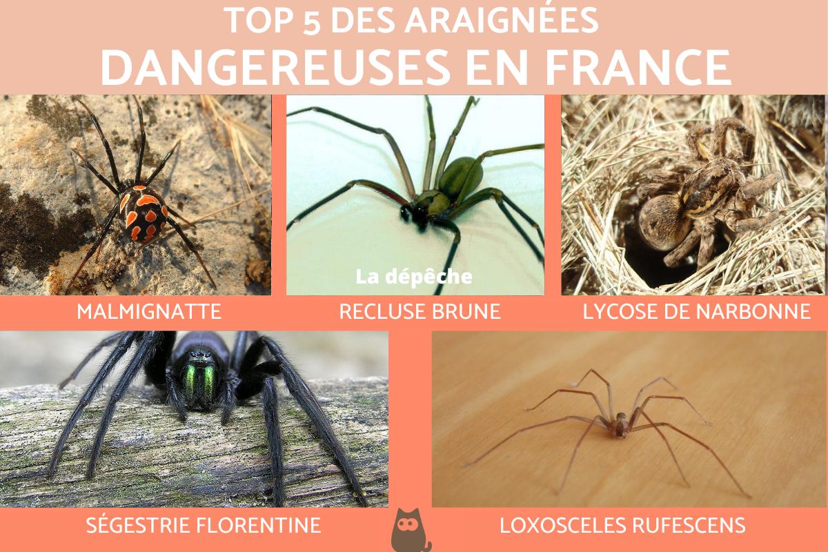 5 Araign es DANGEREUSES En FRANCE Le Sont elles Vraiment 5 Araign es DANGEREUSES En FRANCE Le Sont elles Vraiment