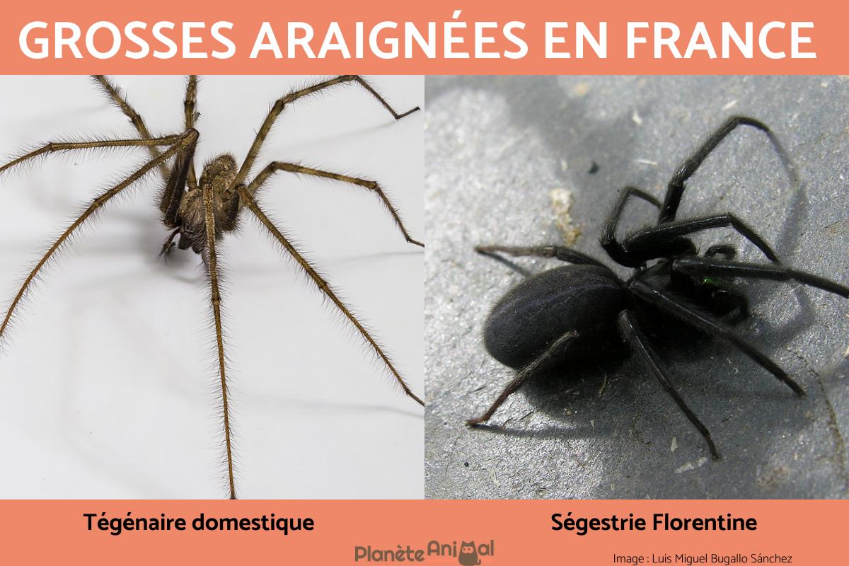 5 Araign es DANGEREUSES En FRANCE Le Sont elles Vraiment 5 Araign es DANGEREUSES En FRANCE Le Sont elles Vraiment