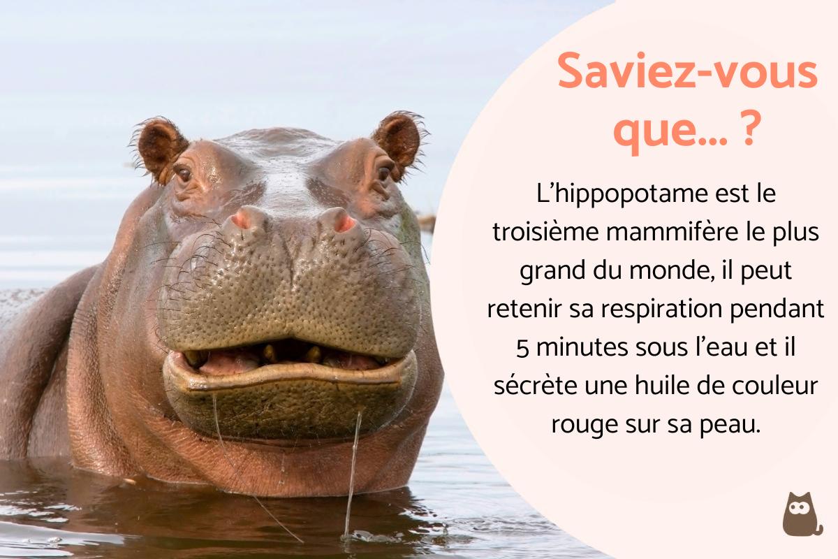 Hippopotame : Taille, poids, alimentation, agressivité et conservation
