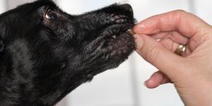 Peut-on donner des amandes à un chien ?