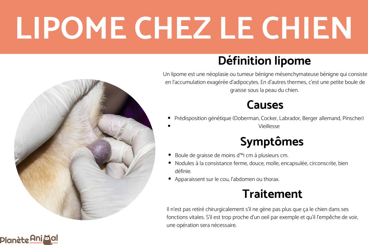 Lipome chez le chien - Symptômes, diagnostic et traitement