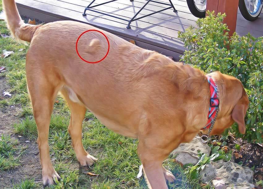 LIPOME chez le CHIEN Symptômes, diagnostic et traitement