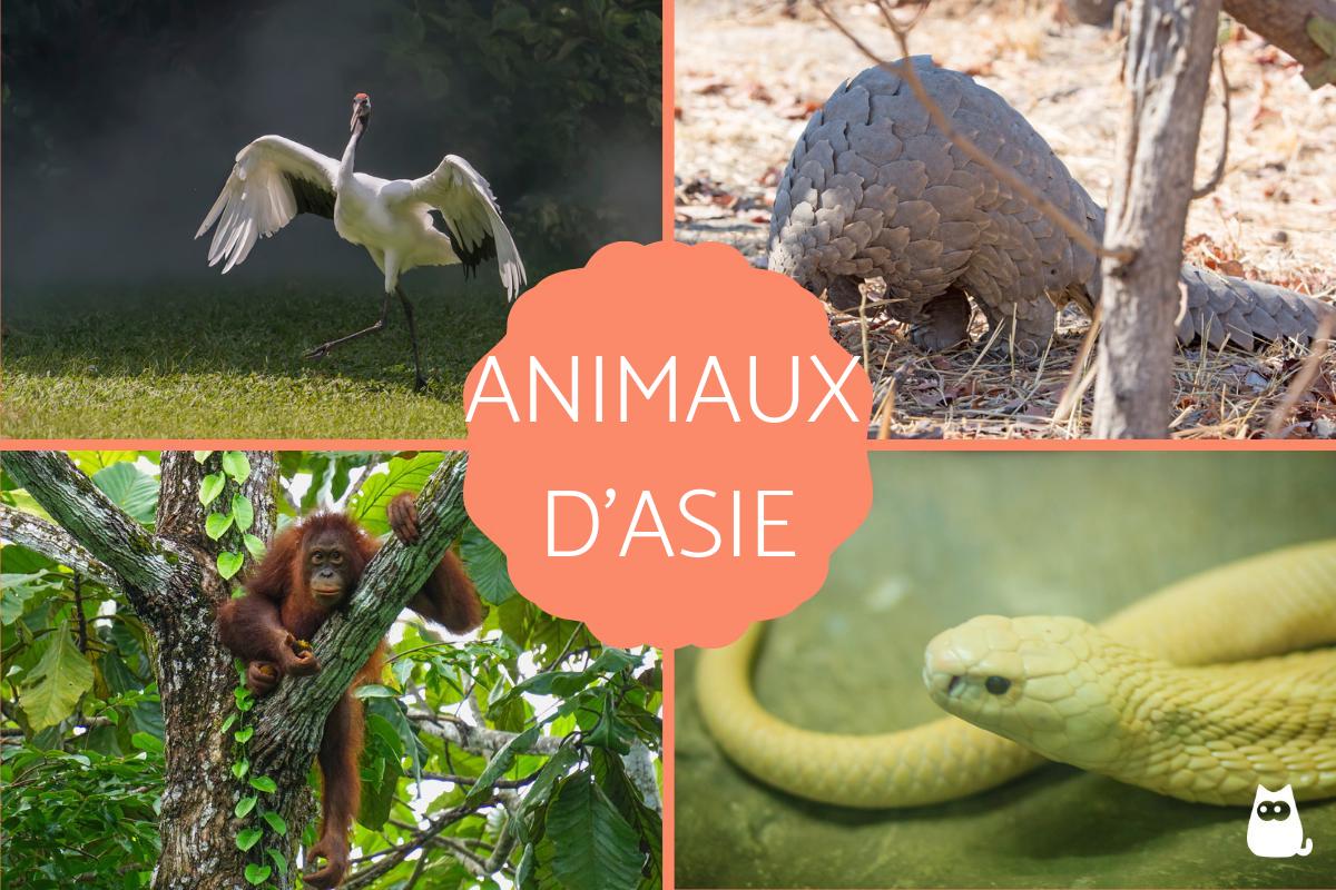 Animaux d'Asie - Liste, noms et photos