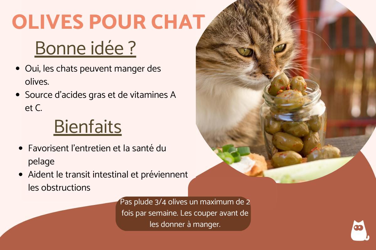 Est-ce que les chats peuvent manger des olives ?