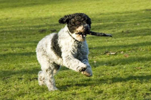 Noms de chiens d'eau - Les caractéristiques des chiens d'eau