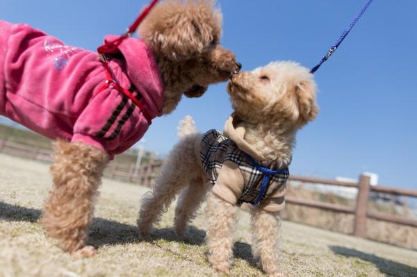 Noms de chiens d'eau - Noms de chiennes d'eau