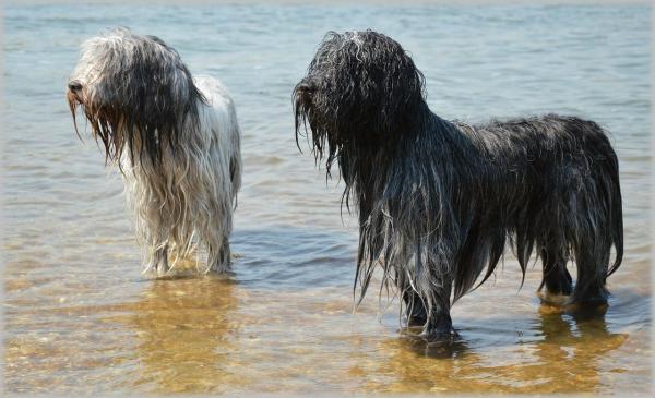 Noms de chiens d'eau - Noms de chiens d'eau mâles