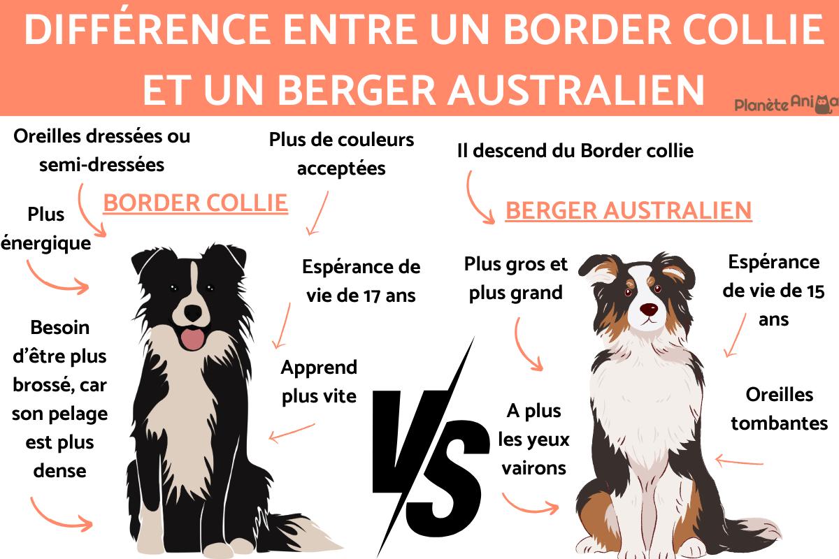 Les principales différences entre le Border collie et le Berger australien