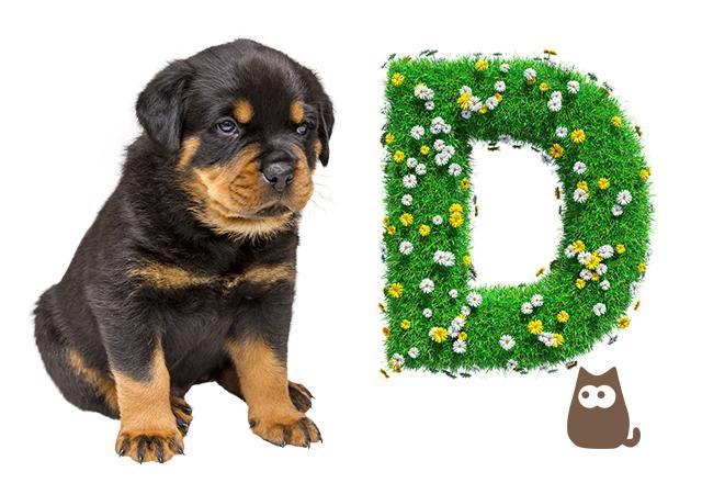 Щенки на букву р. Щенки на букву р. Собаки на букву д. Собака на букву р. Буква д в виде собаки.