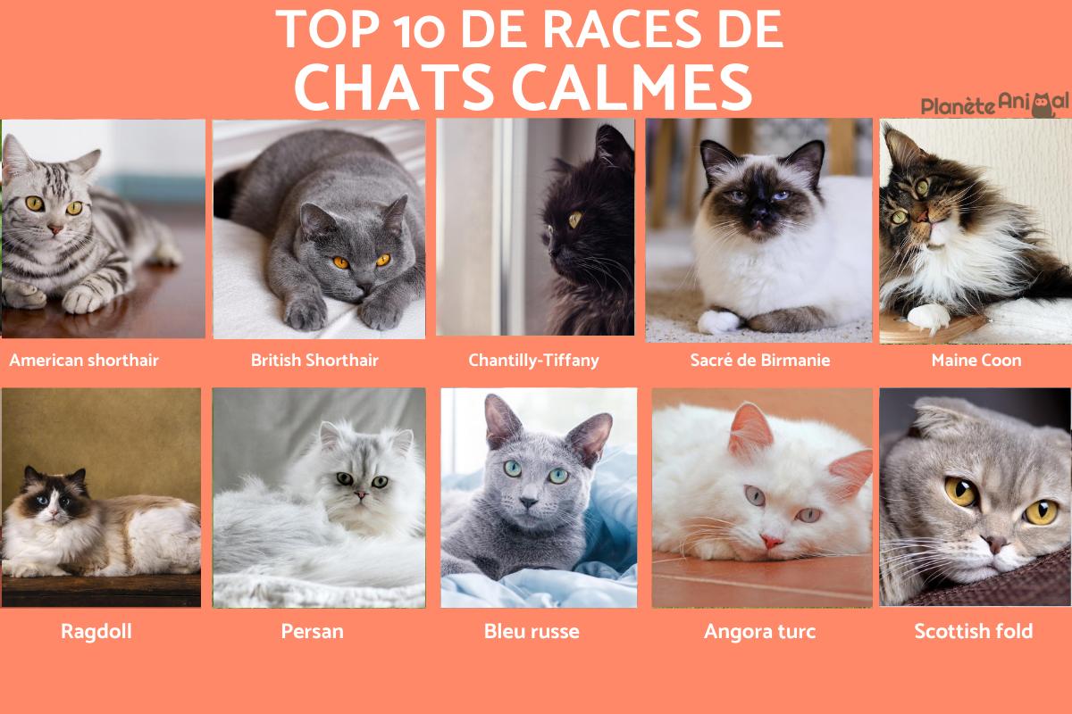 Races de chats calmes - Caractéristiques et photos