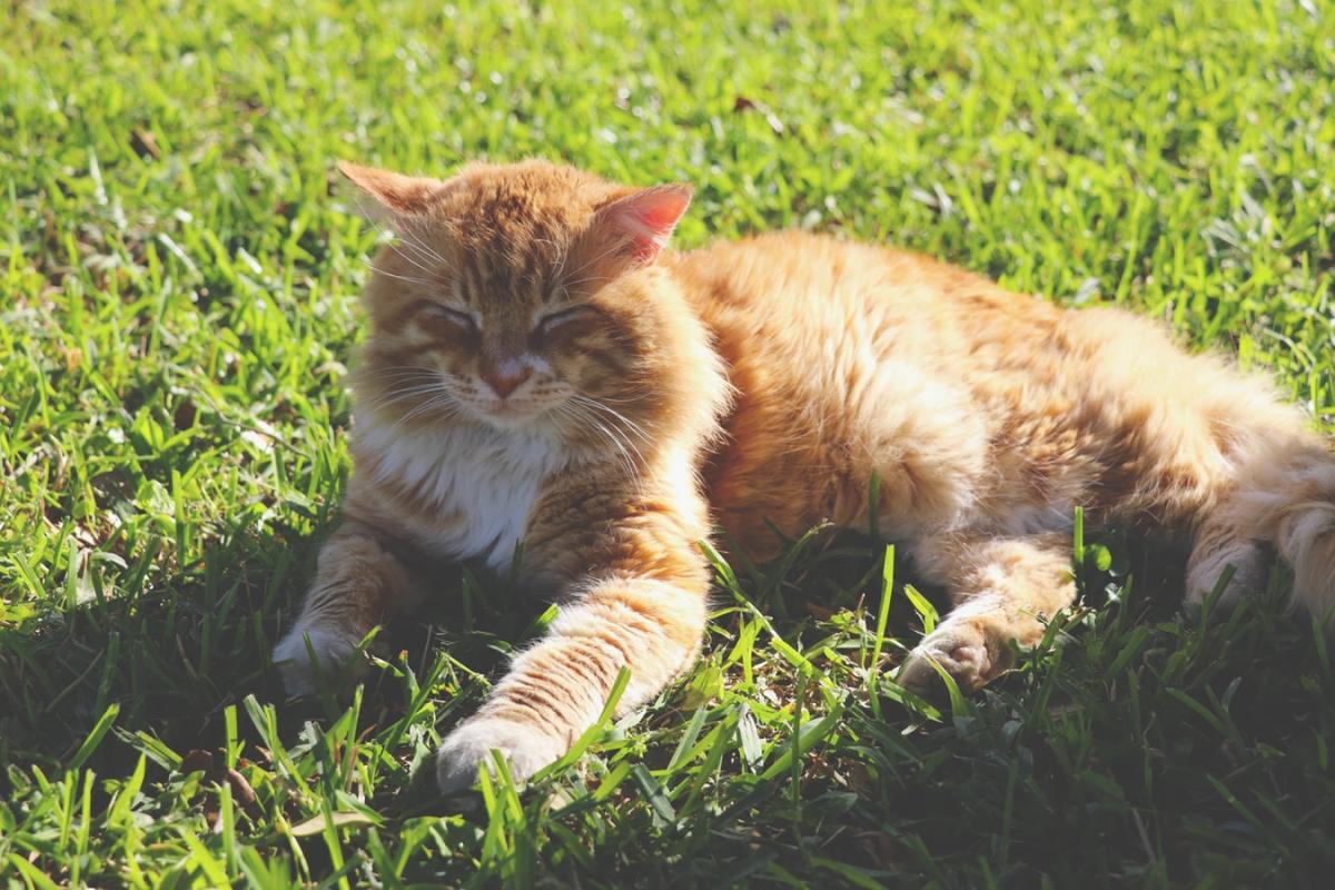 Est-ce que les chats souffrent de la chaleur ? - Conseils et Comportement !