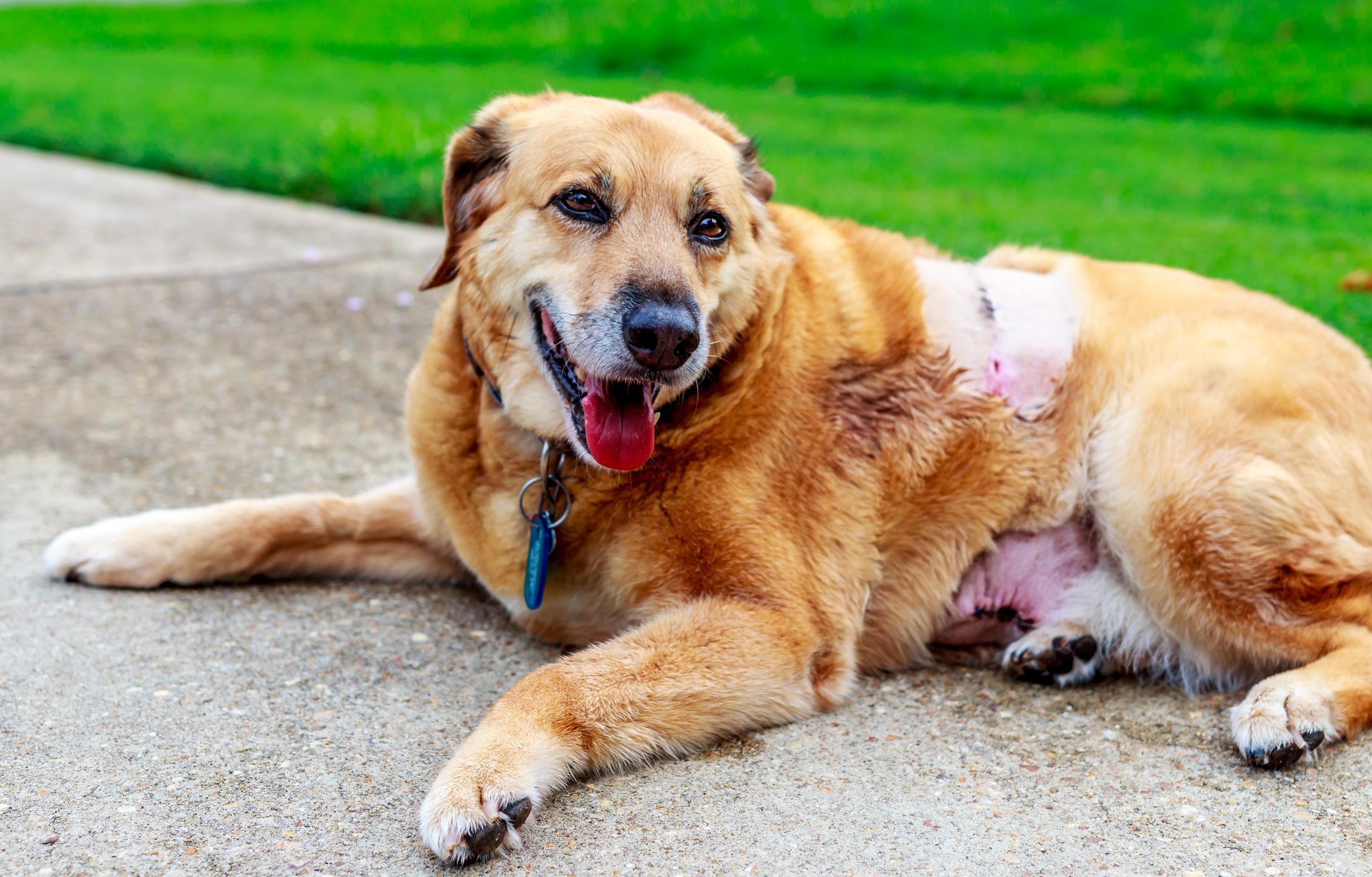 Cancer chez le chien - Symptômes et traitement