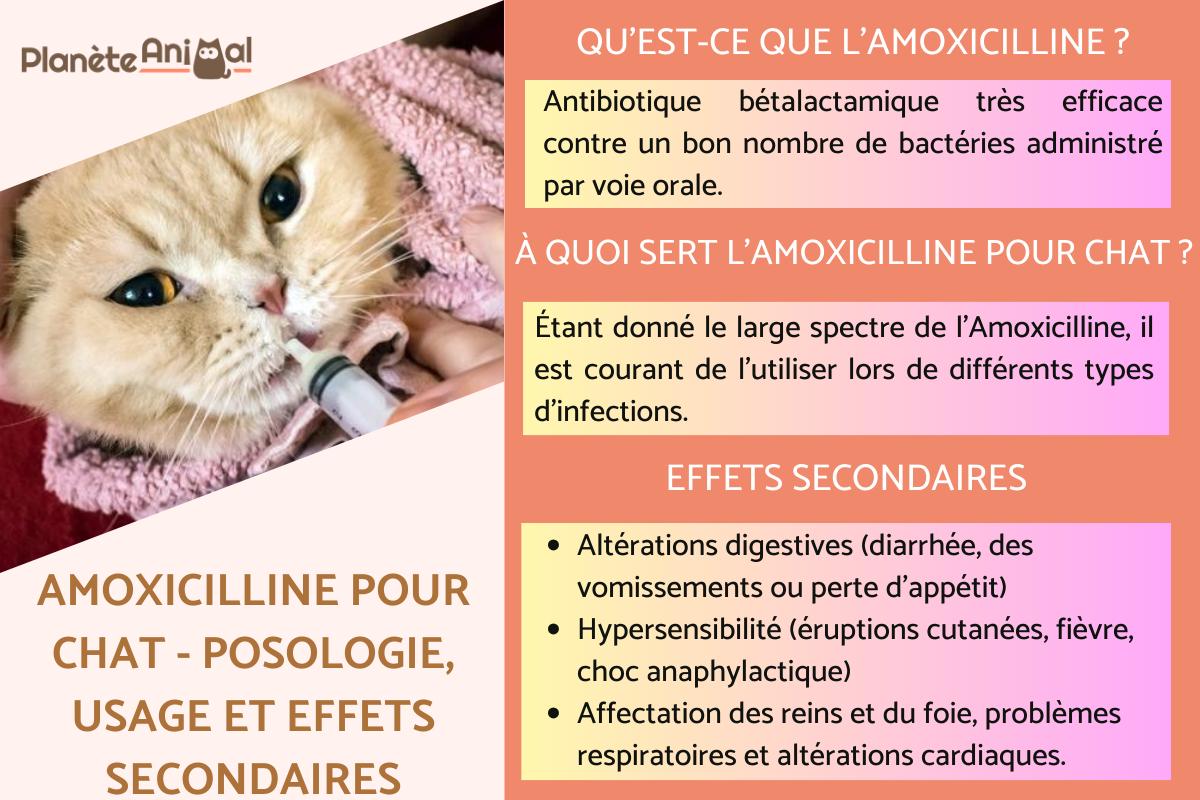 Amoxicilline pour chat - Posologie, usage et effets secondaires