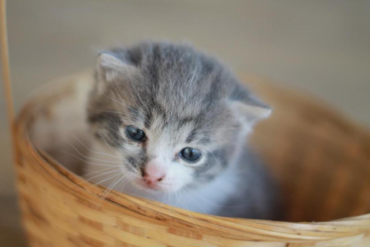 CHATON MIAULE TOUT LE TEMPS Que faire et SOLUTION