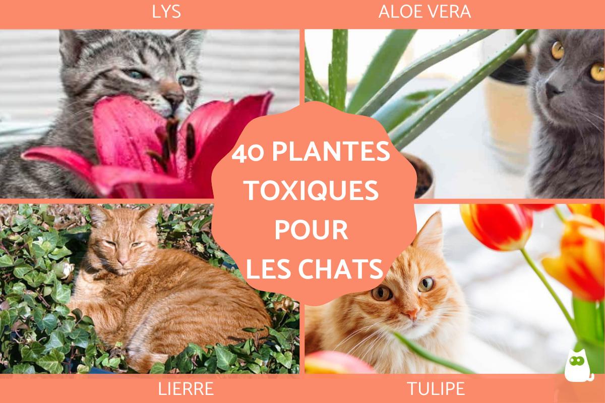 40 PLANTES TOXIQUES pour les CHATS avec PHOTOS
