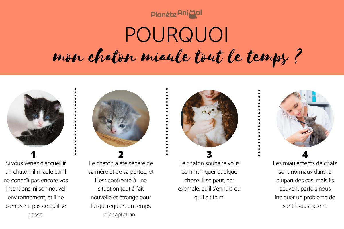 Pourquoi mon chaton miaule tout le temps ?