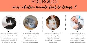 Pourquoi mon chaton miaule tout le temps ?