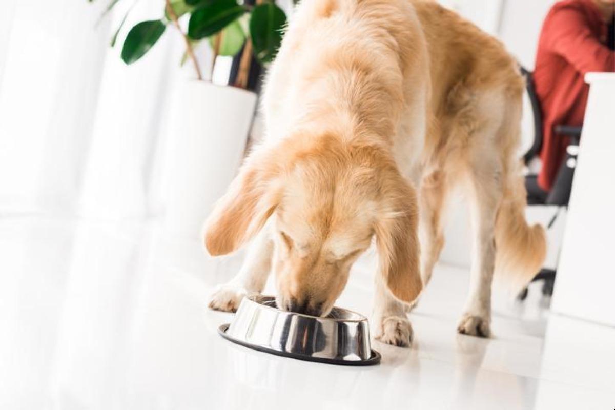 Quelle est la meilleure nourriture pour chien ?