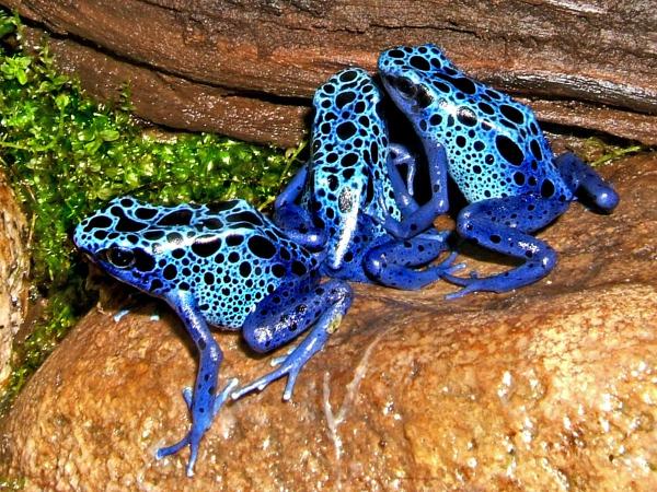 Dendrobatinae : espèces, caractéristiques, habitat et alimentation - Caractéristiques des Dendrobatidae