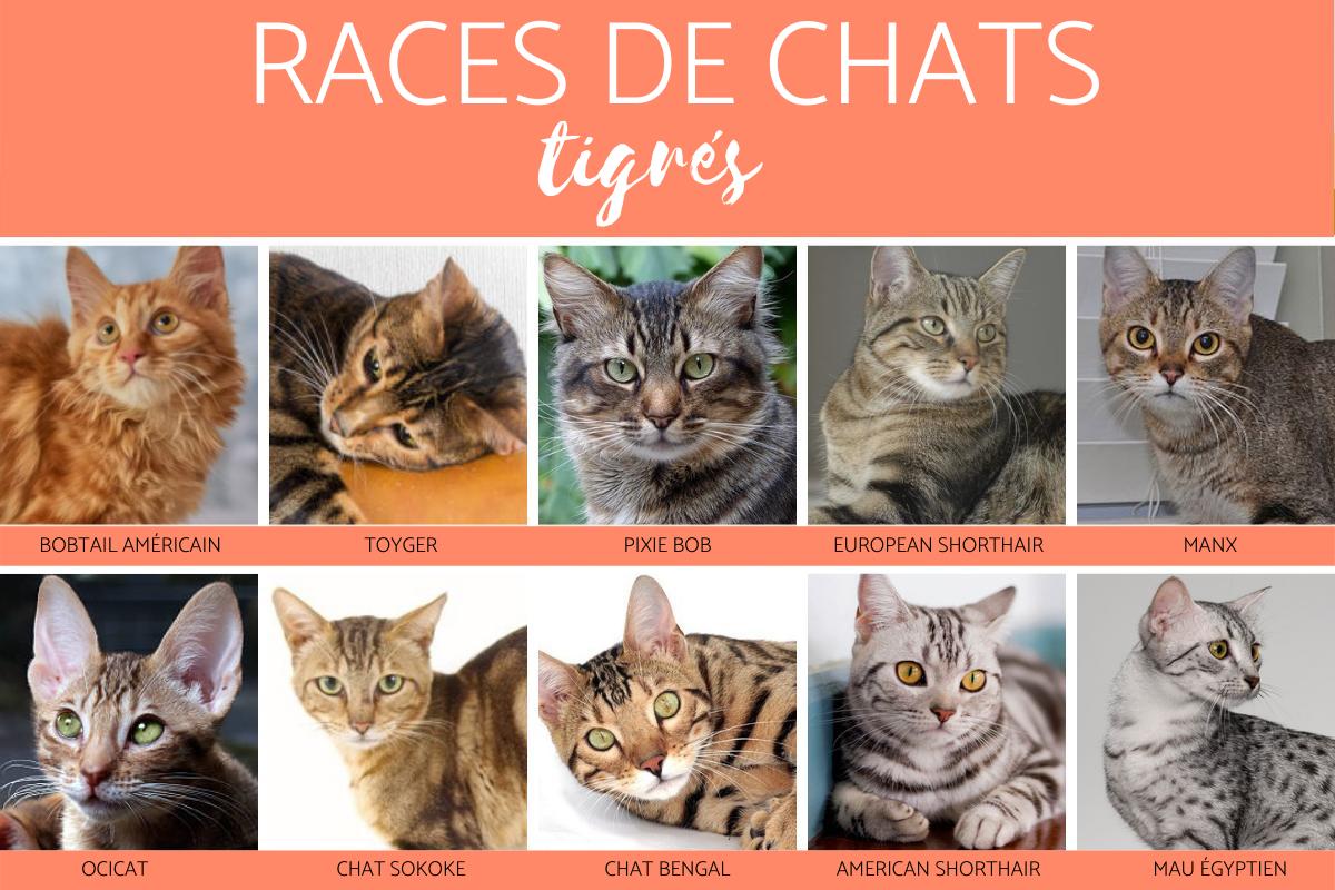 Chat tigré - races avec photos