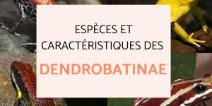 Dendrobatinae : espèces, caractéristiques, habitat et alimentation