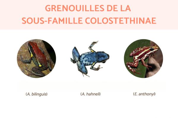 Dendrobatinae : espèces, caractéristiques, habitat et alimentation - Grenouilles de la sous-famille Colostethinae