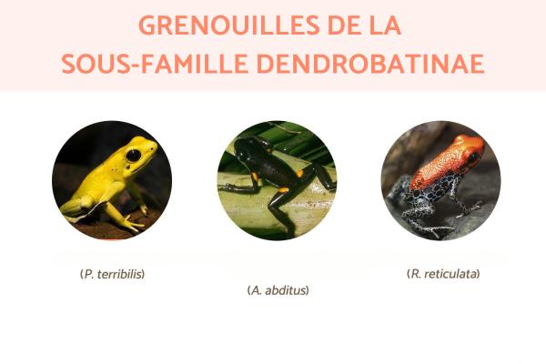 Dendrobatinae : espèces, caractéristiques, habitat et alimentation - Grenouilles de la sous-famille Dendrobatinae
