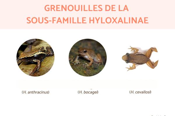 Dendrobatinae : espèces, caractéristiques, habitat et alimentation - Grenouilles de la sous-famille Hyloxalinae