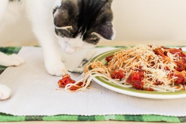 Peut-on donner des pâtes à un chat ? - Peut-on donner des pâtes à la tomate à un chat ?