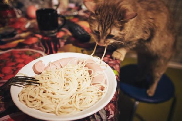 Peut-on donner des pâtes à un chat ?