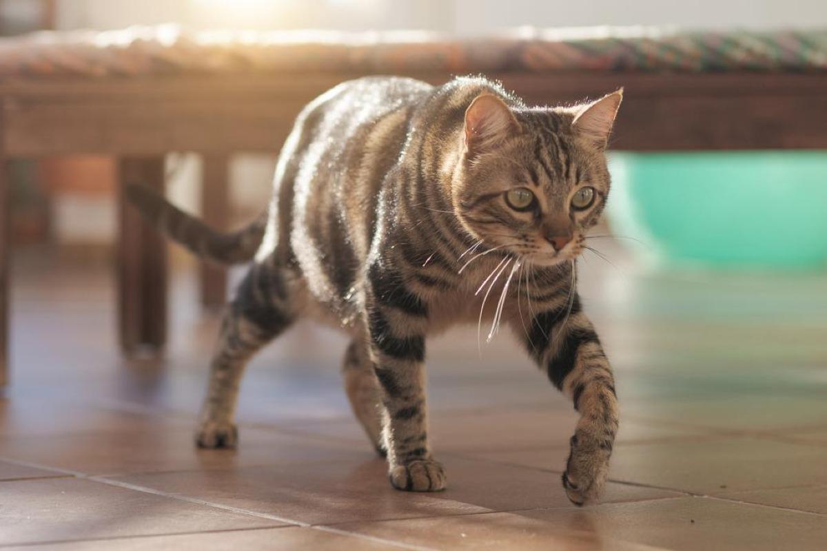 Hypoplasie cérébelleuse chez le chat - Symptômes et traitement