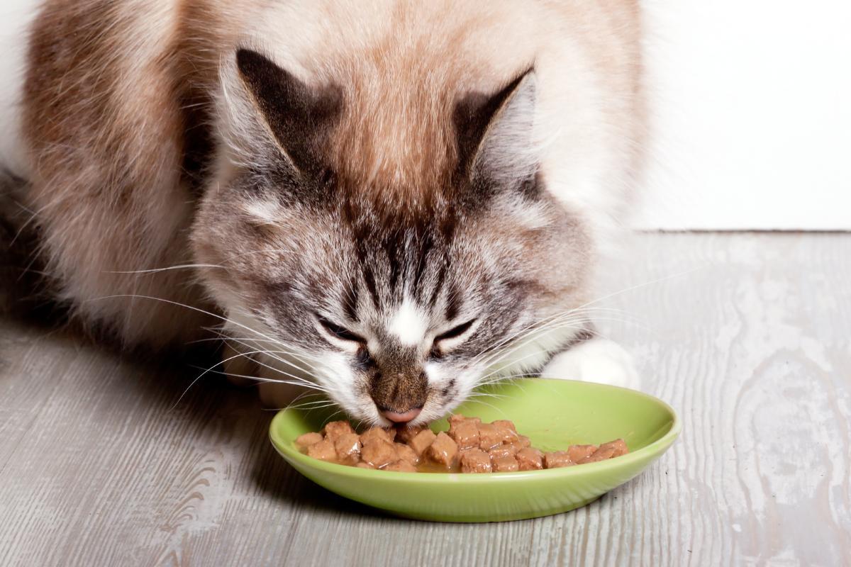 Croquettes molles pour chat sans dents
