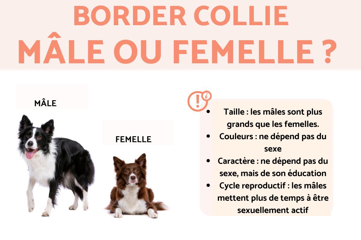 Border collie mâle ou femelle ?
