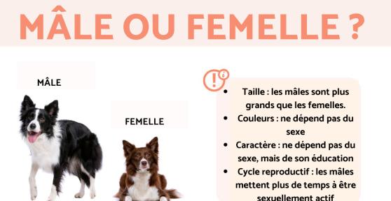 Border collie mâle ou femelle ?