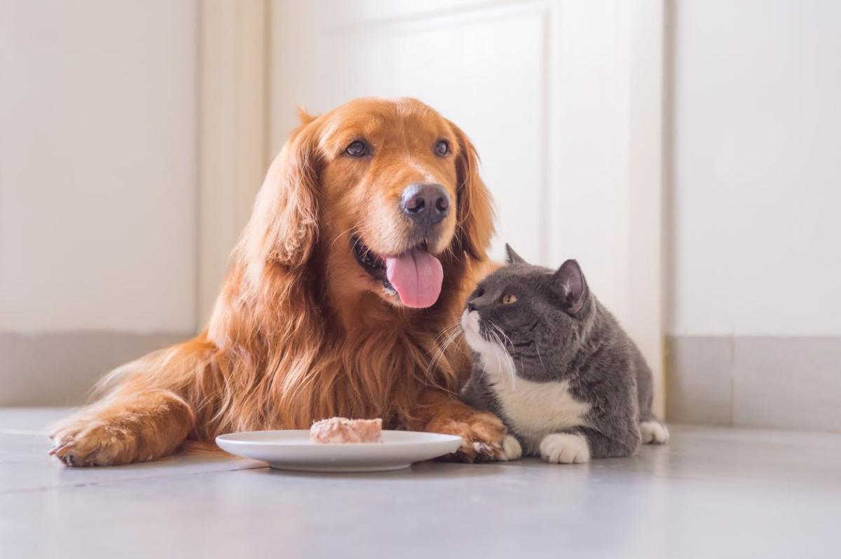 Mon chien peut-il manger du thon ?