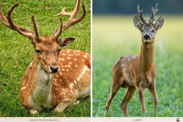 Quel animal est Bambi ? - Différence entre un cerf et un chevreuil
