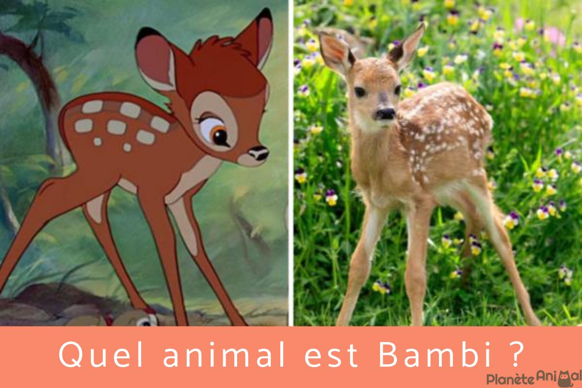 Quel animal est Bambi ?