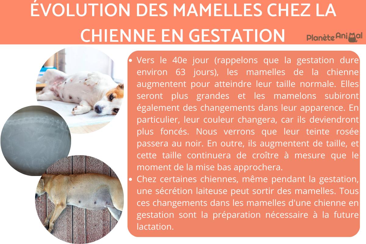 Évolution des mamelles chez la chienne en gestation Gestation du chien