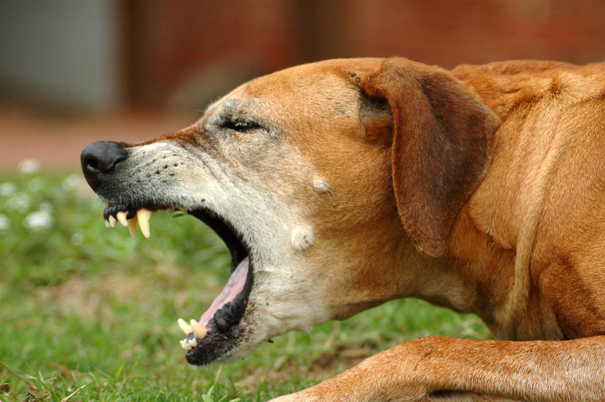 Vermifuge pour chien : effets secondaires