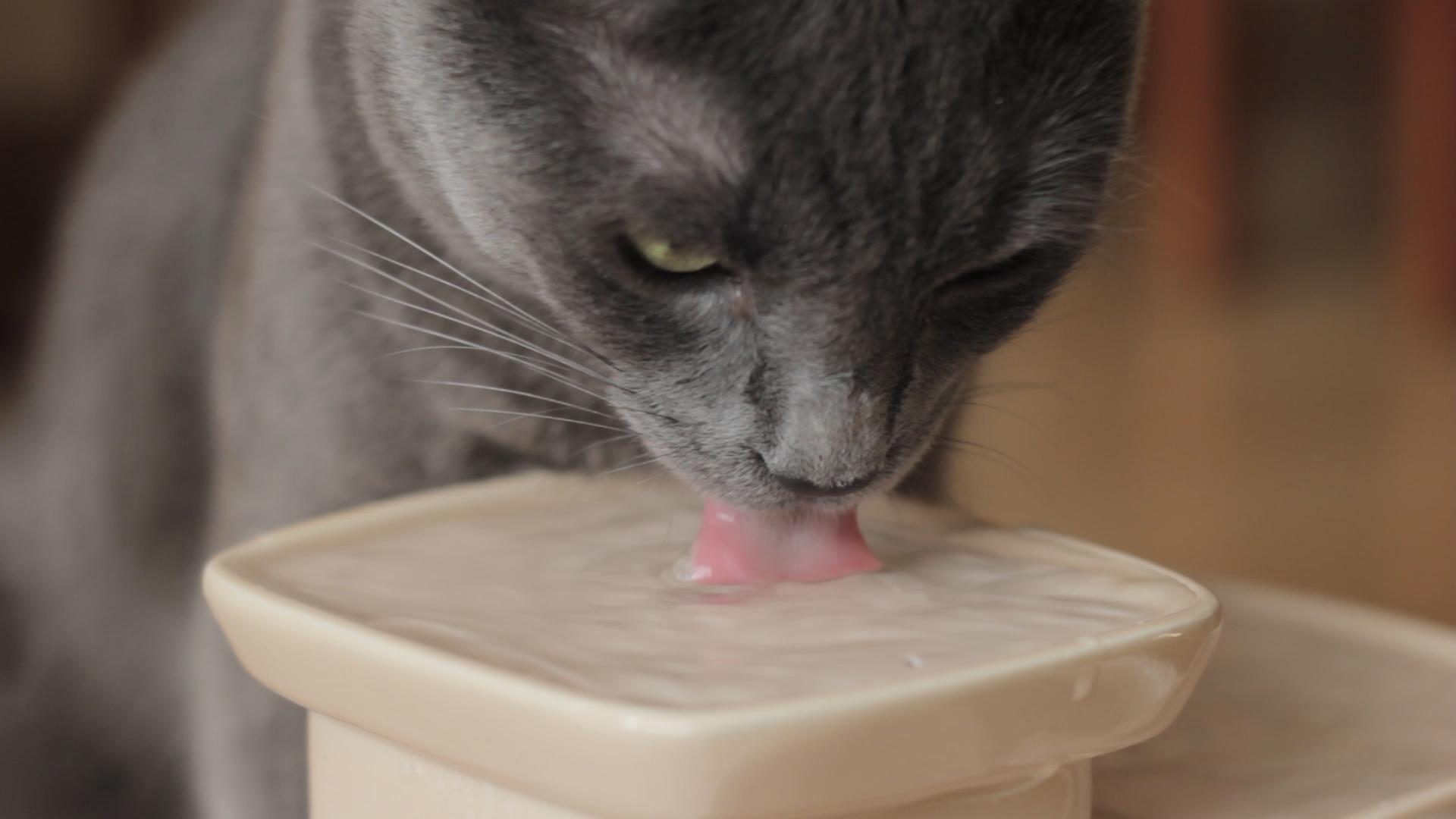 Mon chat ne boit pas 10 ASTUCES pour le faire BOIRE