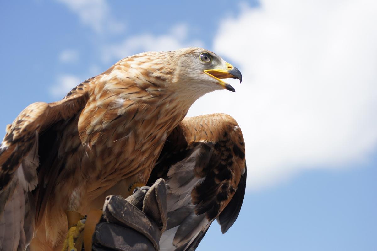 Durée de vie d'un aigle