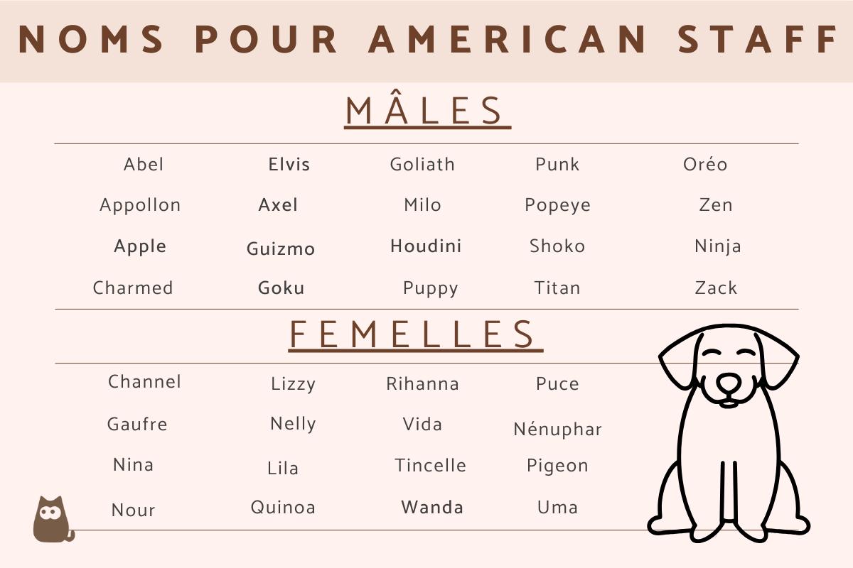Noms pour american staff