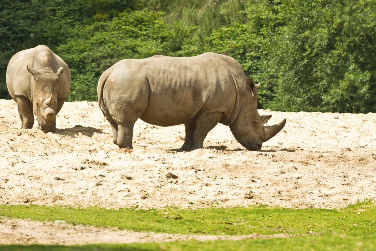 Combien reste-t-il de rhinocéros blancs dans le monde ?