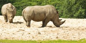 Combien reste-t-il de rhinocéros blancs dans le monde ?