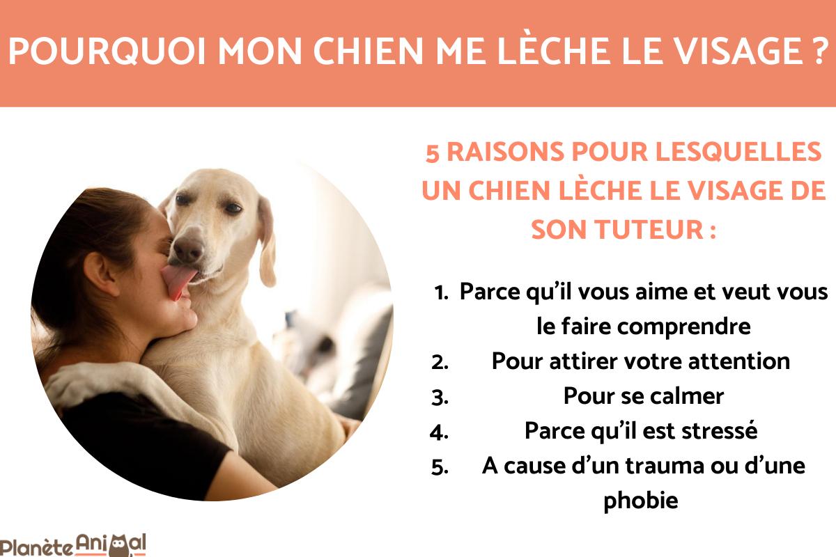 Pourquoi MON CHIEN ME LÈCHE LE VISAGE
