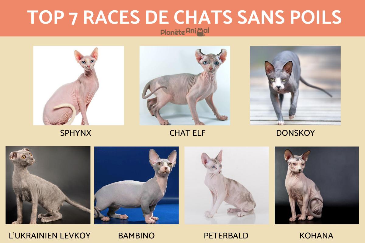 7 races de chats sans poils