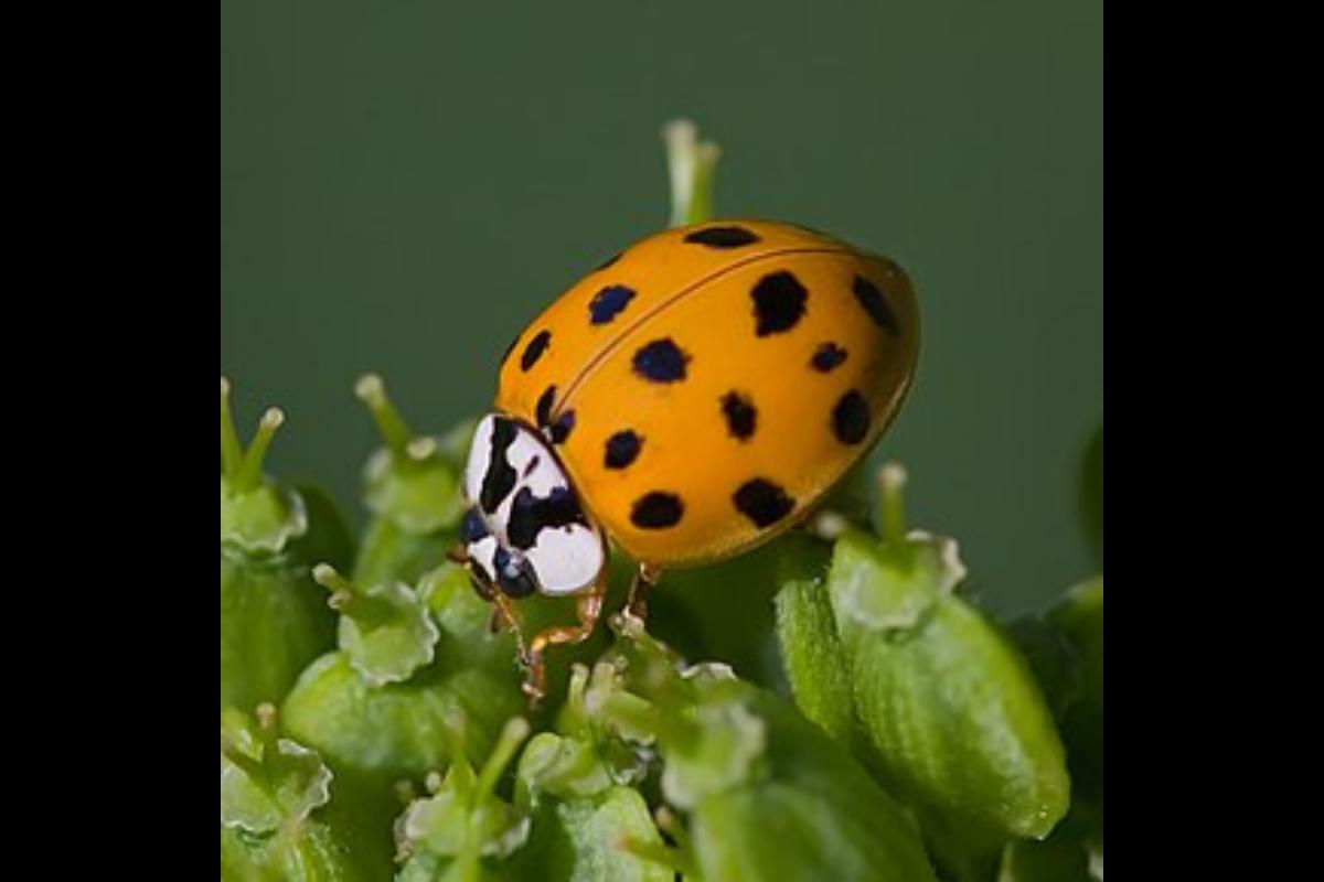 TYPES DE COCCINELLES Liste et photos — free download