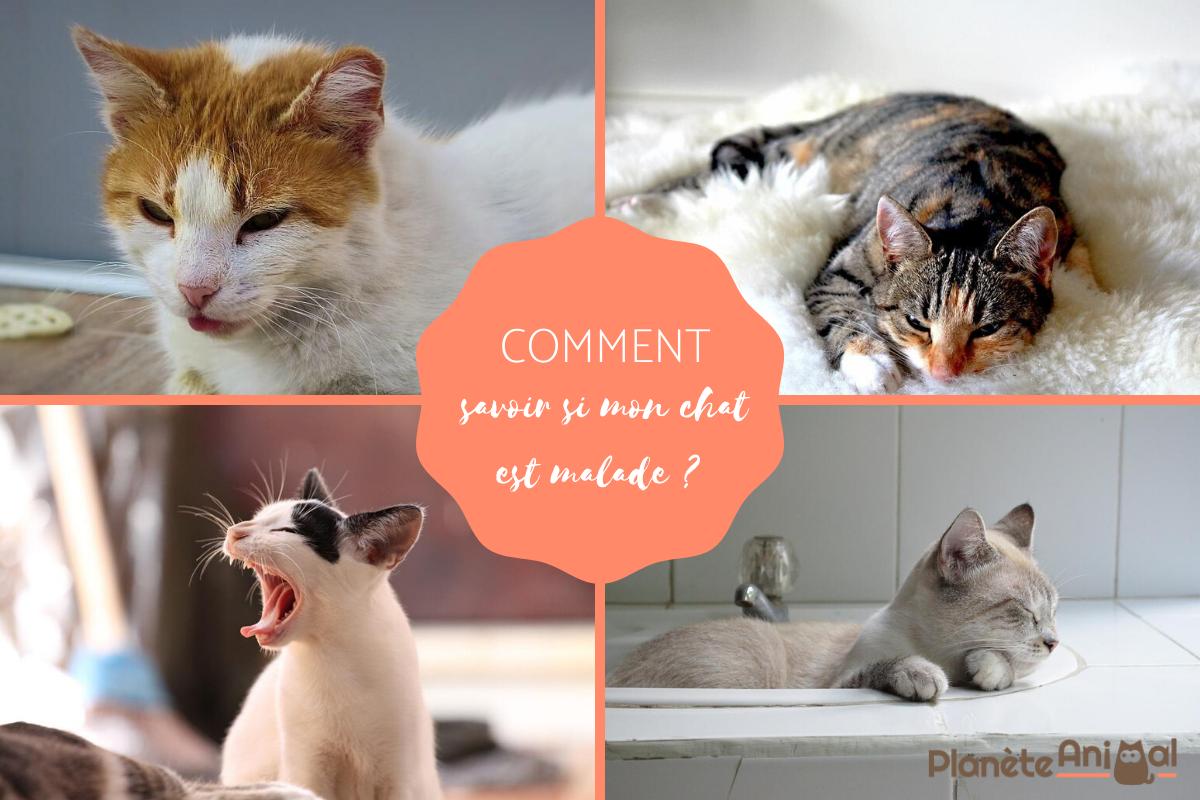 Comment savoir si mon chat est malade