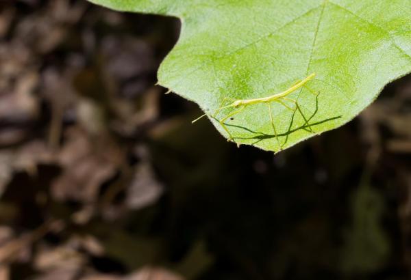 Phasmes - types, caractéristiques, reproduction, habitat et photo - Où vivent les phasmes?