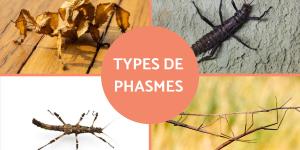 Phasmes - types, caractéristiques, reproduction, habitat et photo